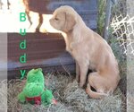 Small Photo #5 Labrador Retriever-Unknown Mix Puppy For Sale in Orange Grove, TX, USA