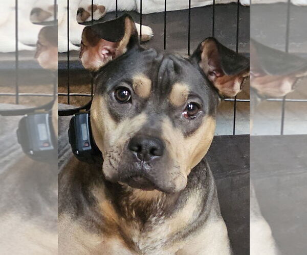 Medium Photo #11 Rus-A-Pei Puppy For Sale in Chandler, AZ, USA