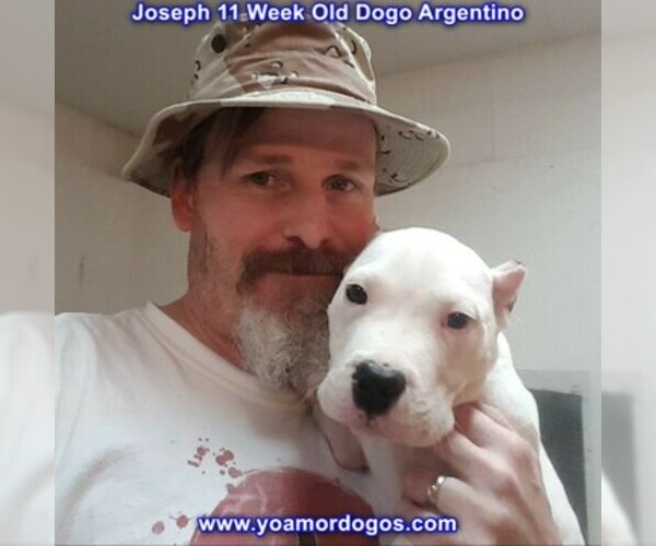 Medium Photo #124 Dogo Argentino Puppy For Sale in PINEVILLE, MO, USA