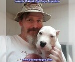 Small Photo #124 Dogo Argentino Puppy For Sale in PINEVILLE, MO, USA