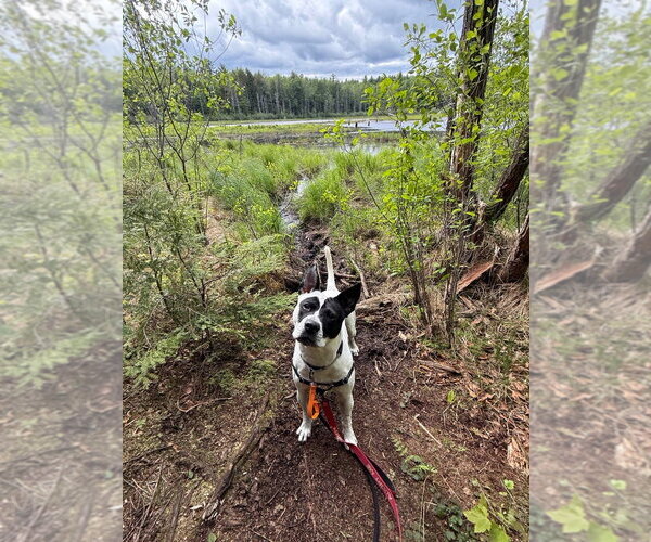 Medium Photo #37 Mutt Puppy For Sale in Gloversville, NY, USA