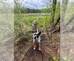 Small #36 Mutt
