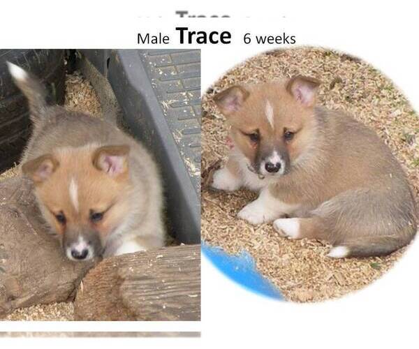 Medium Photo #7 Pembroke Welsh Corgi Puppy For Sale in GOLDENDALE, WA, USA