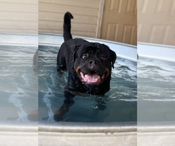 Medium Photo #7 Rottweiler Puppy For Sale in Mooresville, NC, USA