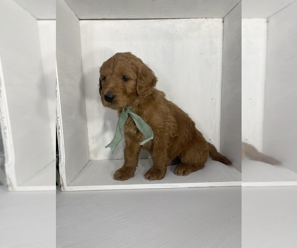 Medium Photo #3 Goldendoodle Puppy For Sale in WOODBURN, IN, USA