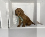 Small #2 Goldendoodle
