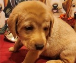 Small Photo #15 Labrador Retriever Puppy For Sale in BUFFALO, NY, USA