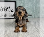 Small #6 Dachshund