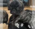 Puppy Puppy 2 Luna Pug