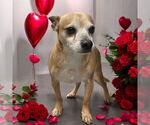 Small #9 Chihuahua
