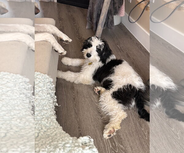 Medium Photo #8 Bernese Mountain Dog-Unknown Mix Puppy For Sale in Sandy, UT, USA