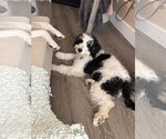 Small #7 Bernese Mountain Dog Mix