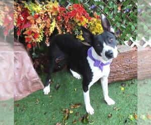 Bull Terrier-Unknown Mix Dogs for adoption in Oklahoma City, OK, USA