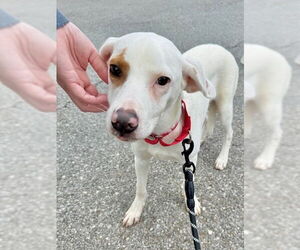 Labrador Retriever-Unknown Mix Dogs for adoption in Brewster, NY, USA