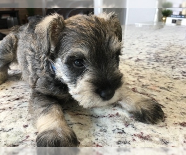 Medium Photo #5 Schnauzer (Miniature) Puppy For Sale in VALRICO, FL, USA