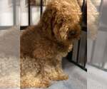 Small #2 Poodle (Miniature)