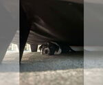 Small #4 Labrador Retriever