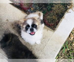 Pekingese Puppy for sale in NEEDVILLE, TX, USA