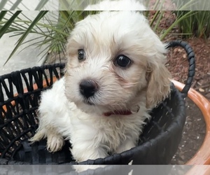 Havanese Puppy for Sale in CLEARWATER, Florida USA