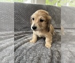 Small #18 Dachshund