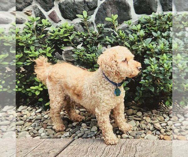 Medium Photo #1 Goldendoodle (Miniature) Puppy For Sale in NEWMANSTOWN, PA, USA