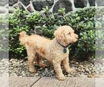 Small Photo #1 Goldendoodle (Miniature) Puppy For Sale in NEWMANSTOWN, PA, USA
