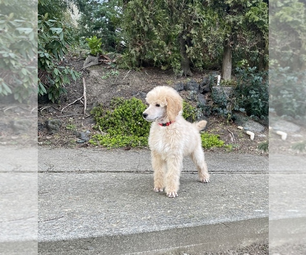 Medium Photo #19 Goldendoodle Puppy For Sale in KEIZER, OR, USA