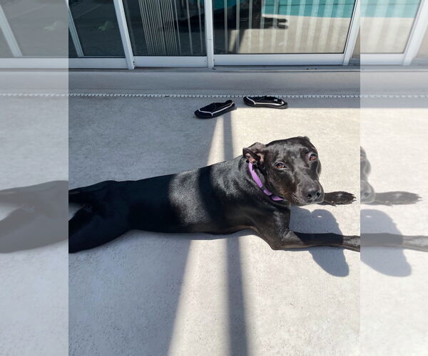 Medium Photo #4 American Pit Bull Terrier-Unknown Mix Puppy For Sale in Sanford, FL, USA