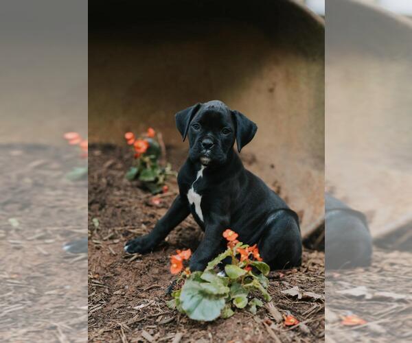 Medium Photo #1 Boxer Puppy For Sale in ABBEVILLE, SC, USA