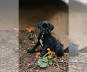 Boxer Puppy for sale in ABBEVILLE, SC, USA