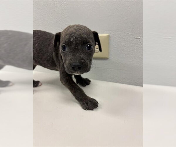 Medium Photo #1 Labrador Retriever Puppy For Sale in Corpus Christi, TX, USA