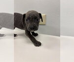 Small Labrador Retriever