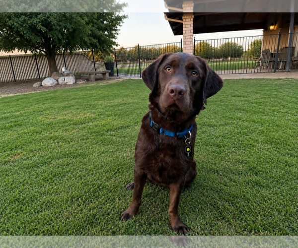 Medium Photo #2 Labrador Retriever Puppy For Sale in Clovis, CA, USA