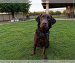 Small #1 Labrador Retriever
