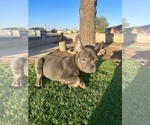 Small #9 French Bulldog