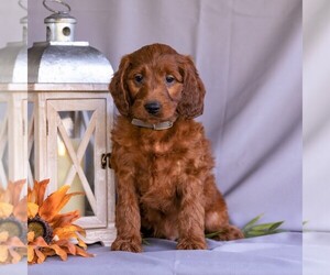 Medium Irish Setter-Poodle (Miniature) Mix