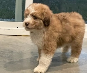 Aussiedoodle Puppy for sale in REEDS SPRING, MO, USA