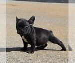Small Photo #5 Faux Frenchbo Bulldog Puppy For Sale in GORDONVILLE, PA, USA