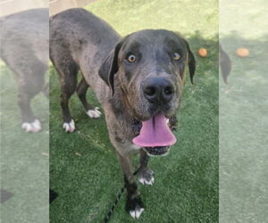 Great Dane-Unknown Mix Dogs for adoption in Lakewood, CO, USA