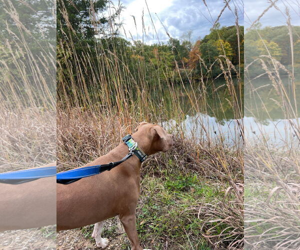 Medium Photo #10 American Pit Bull Terrier-Unknown Mix Puppy For Sale in Germantown, OH, USA