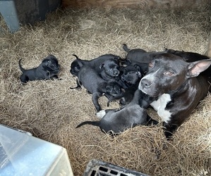 Mother of the American Pit Bull Terrier puppies born on 11/22/2023