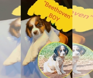 Beagi-Borador Mix Dogs for adoption in ADVANCE, NC, USA