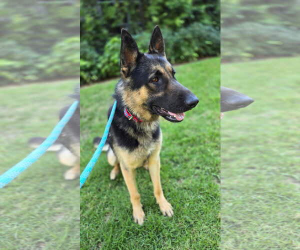 Medium Photo #4 German Shepherd Dog Puppy For Sale in Newport Beach, CA, USA