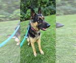 Small #3 German Shepherd Dog