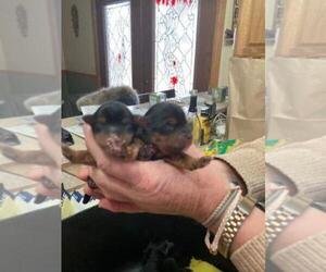 Yorkshire Terrier Puppy for sale in GREENWOOD, IN, USA