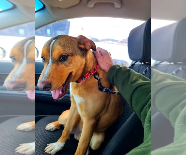 Medium Photo #6 Labrador Retriever-Unknown Mix Puppy For Sale in Woodbury, NY, USA