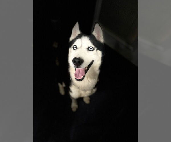 Medium Photo #4 Siberian Husky Puppy For Sale in Walnutport, PA, USA