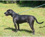 Small #1 Labrador Retriever Mix
