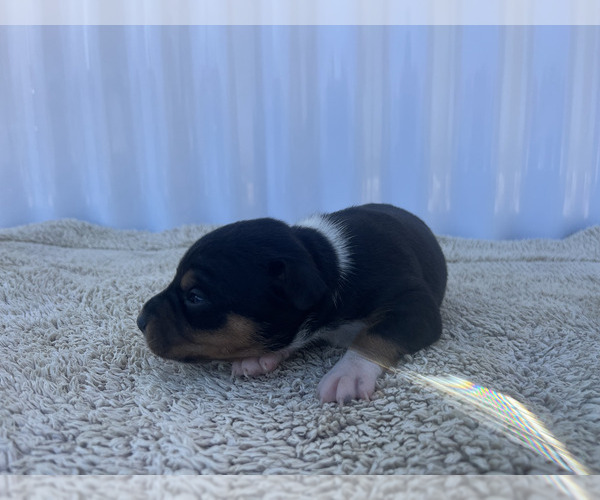 Medium Photo #9 Rat Terrier Puppy For Sale in DORA, MO, USA