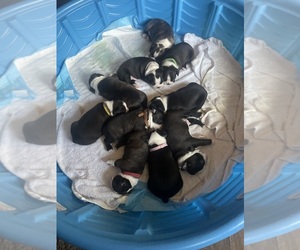 Great Dane Puppy for sale in LEESVILLE, SC, USA